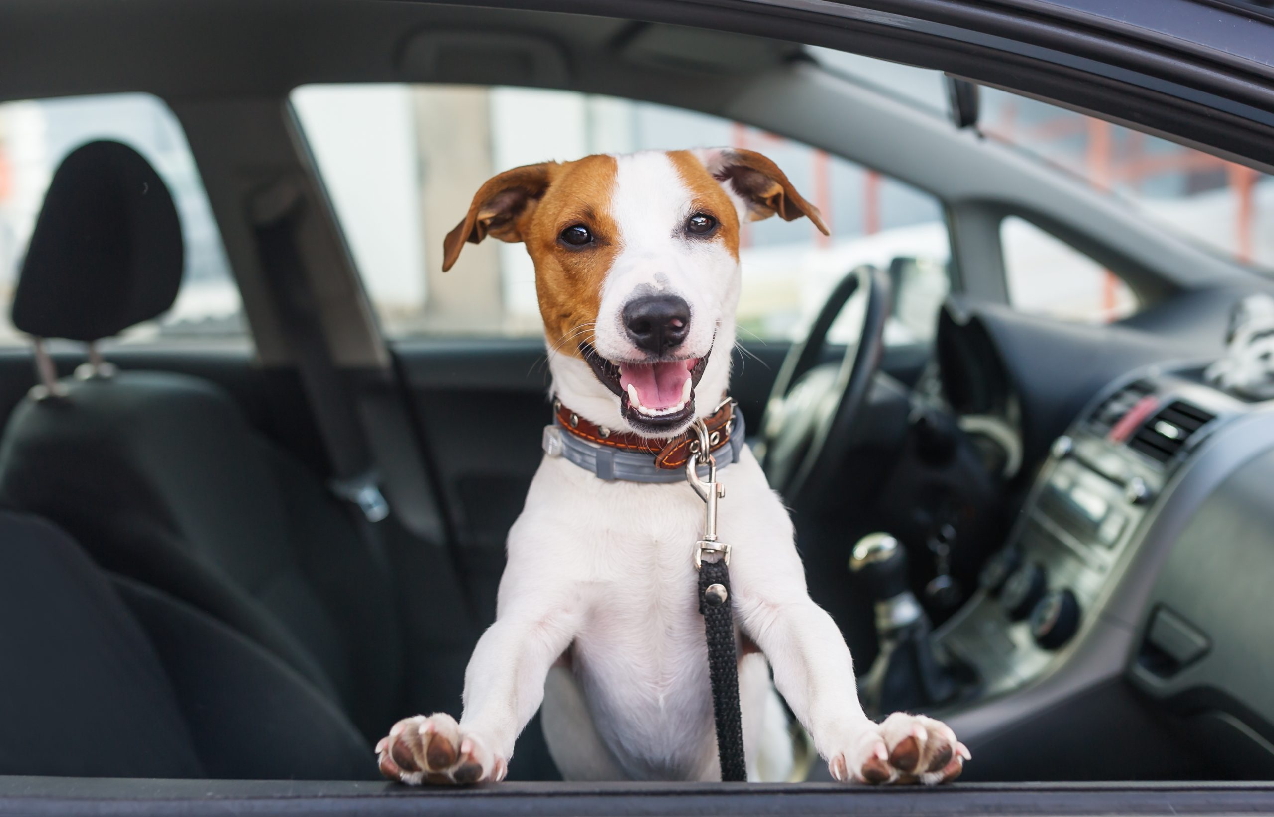 Cute dog sit in the car on the front seat