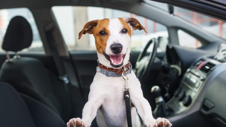 Cute dog sit in the car on the front seat