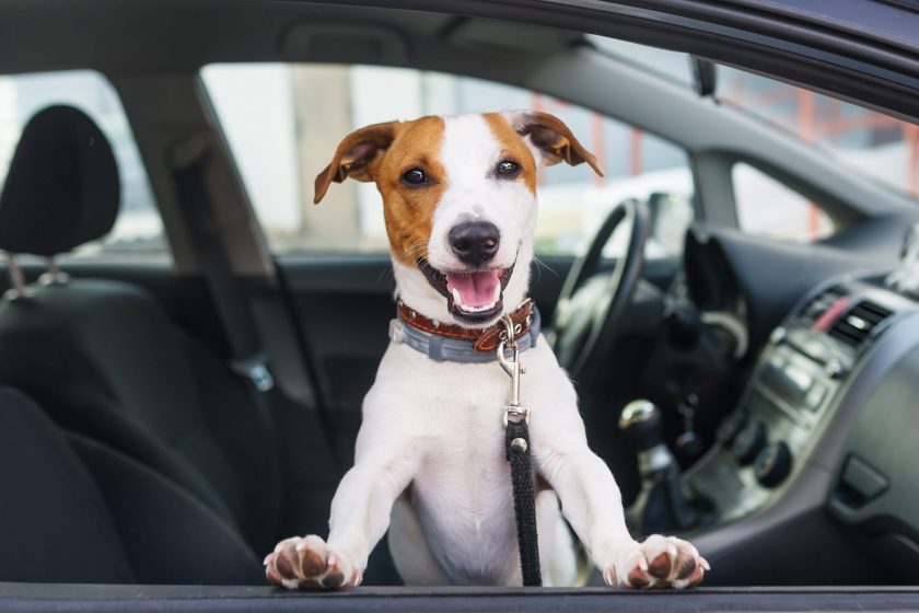 Cute dog sit in the car on the front seat